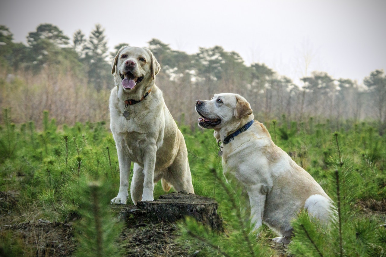 Två glada hundar i naturen