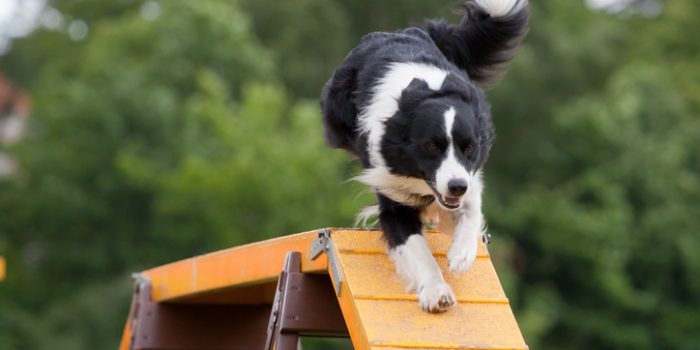 Large Dog Running Down Bridge In Agility Competition